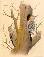 William Zimmerman - Golden-fronted Woodpecker